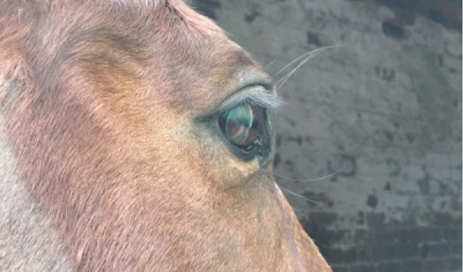 Sensory Hairs Equestrian Australia